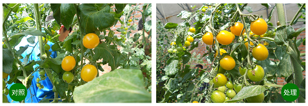 領(lǐng)先生物海葆素讓作物“吃”上深海新?tīng)I(yíng)養(yǎng) 領(lǐng)先生物海葆素讓作物“吃”上深海新?tīng)I(yíng)養(yǎng)